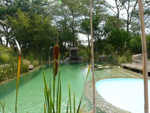 Bulrushes at pool, Munga Eco Lodge