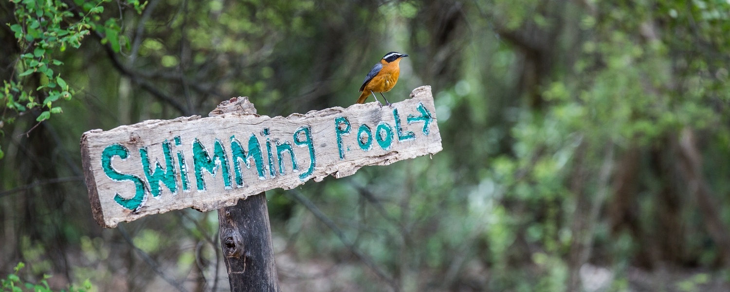 Swimming pool sign with bird Munga Eco lodge