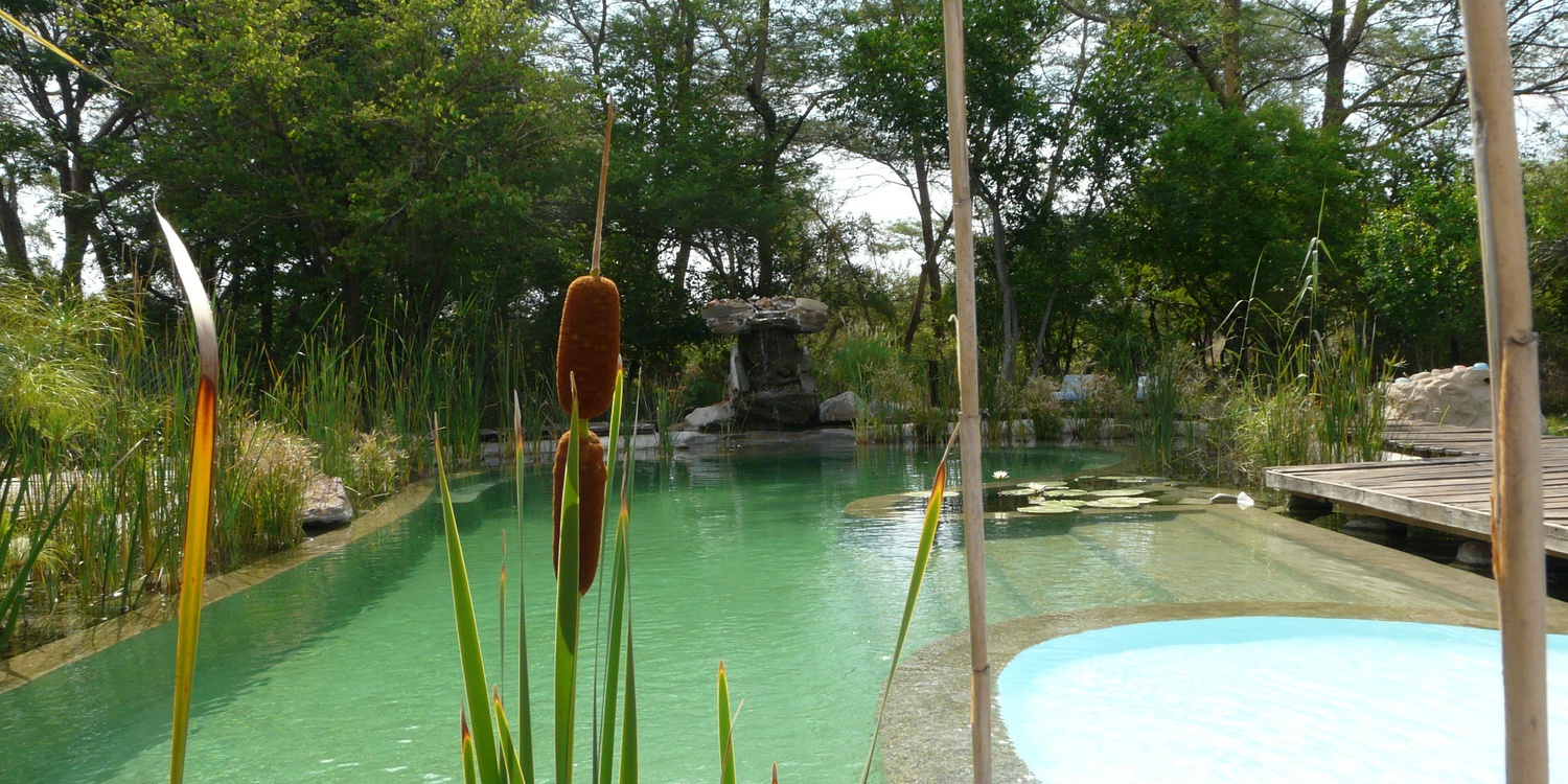 Bulrushes at pool, Munga Eco Lodge